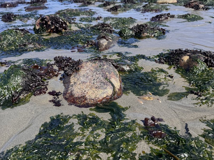 Rocks draped in green sea lettuce and rockweed exposed on a wide sand flat at low tide under a clear sky