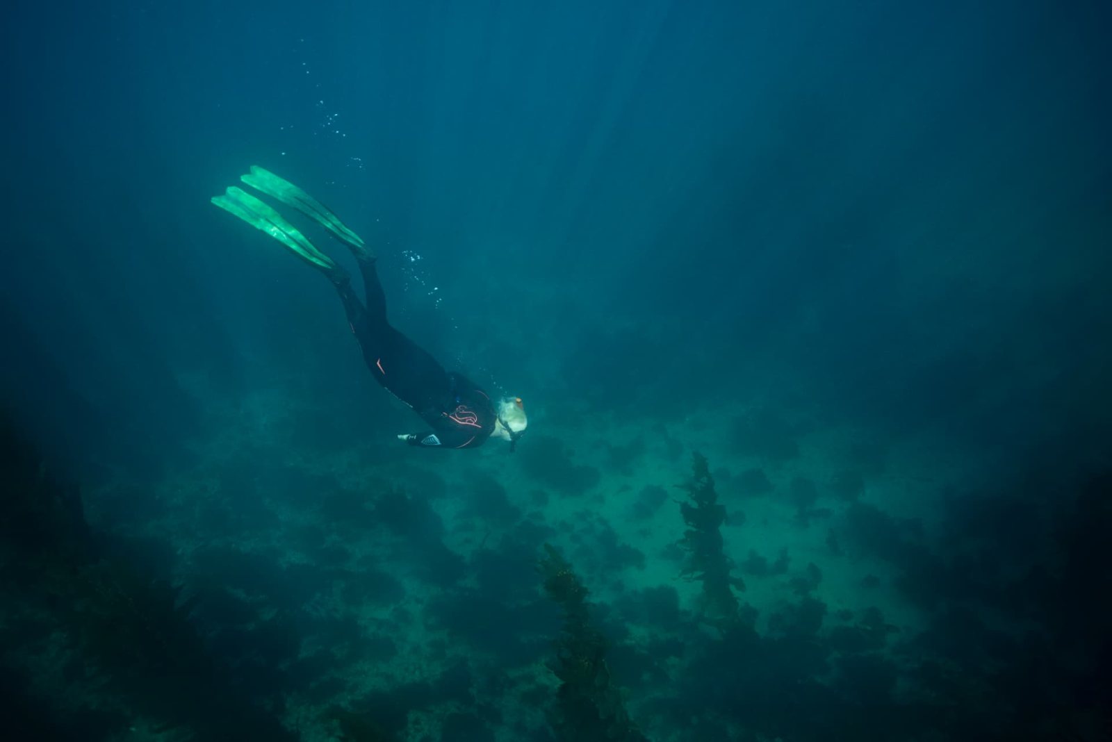 Freediver descending over a kelp bed in green water