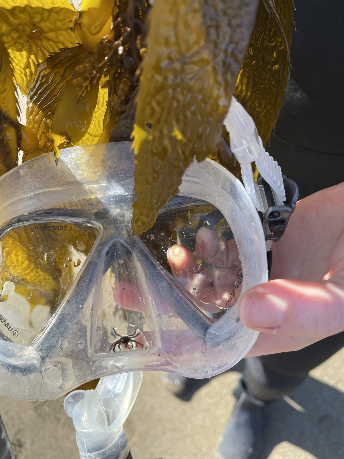 Dive mask held up in front of freshly harvested bull kelp