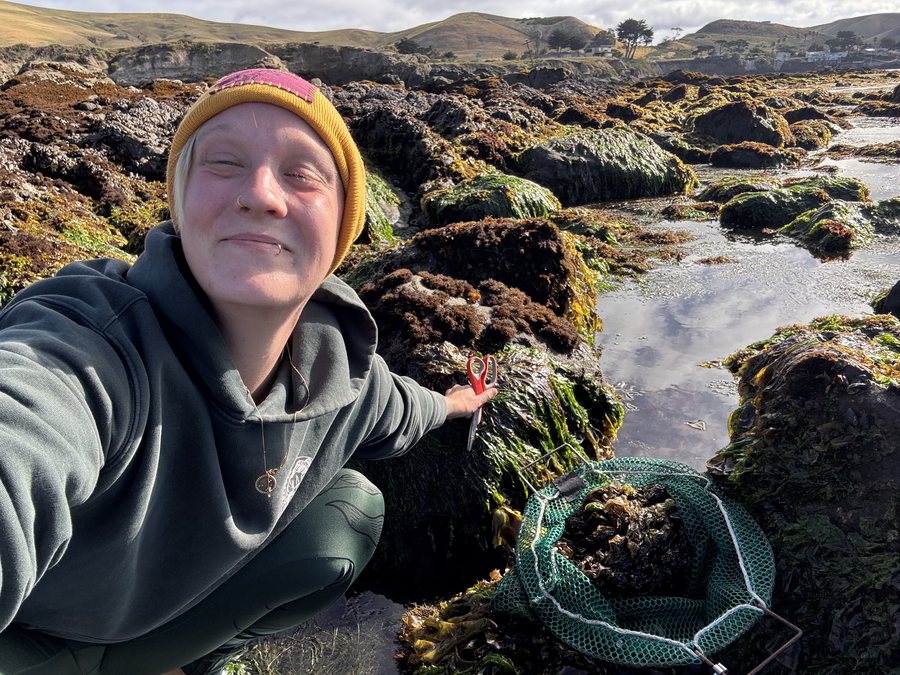 A harvester in a beanie kneeling in a tidepool with shears and a mesh bag of seaweed