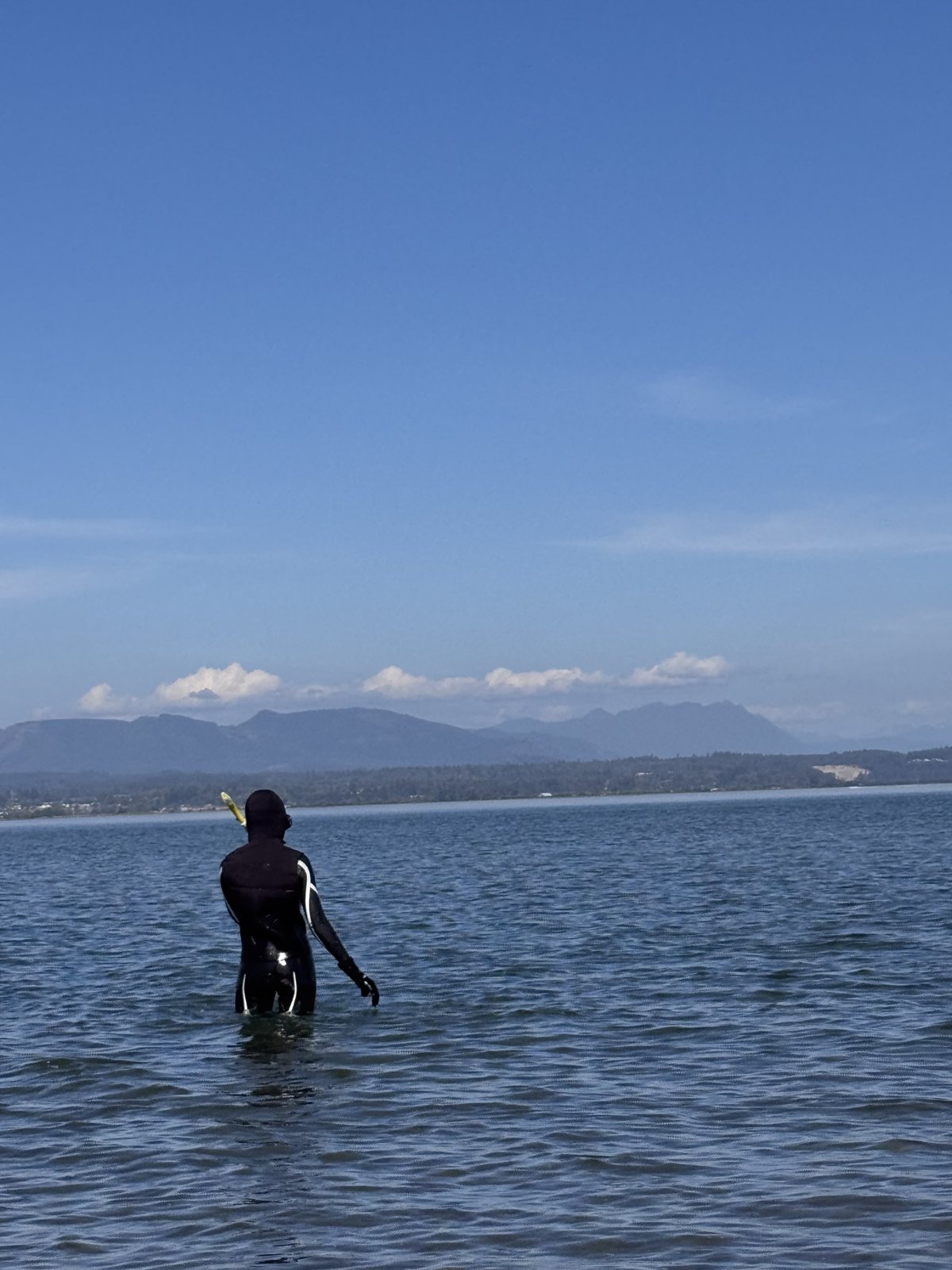 Snorkeler in a wetsuit wading into calm Puget Sound water