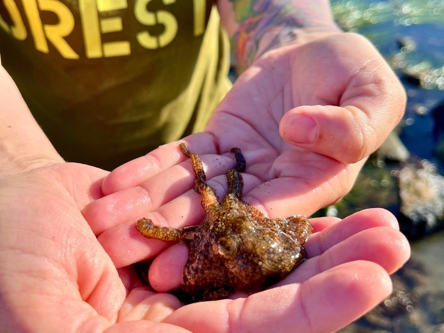 Two cupped hands holding a small red octopus above a rocky tidepool