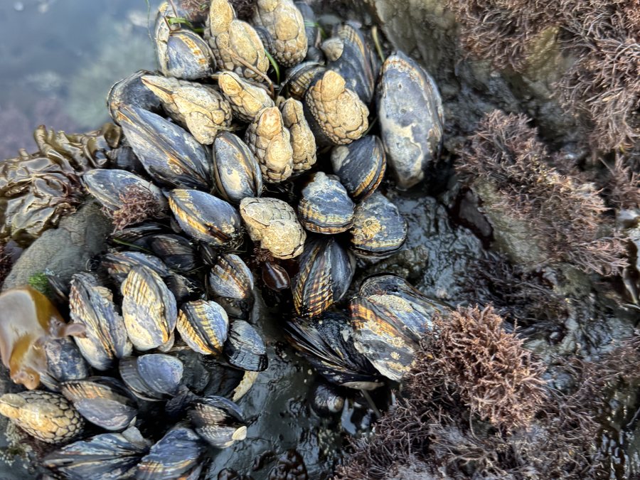 A cluster of mussels and gooseneck barnacles on a rock surrounded by red turkish towel seaweed